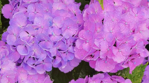 雨上がりの紫陽花の写真