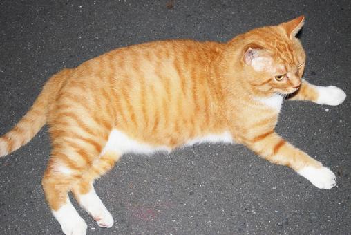 チャトラ猫・全身 チャトラ猫・全身の写真