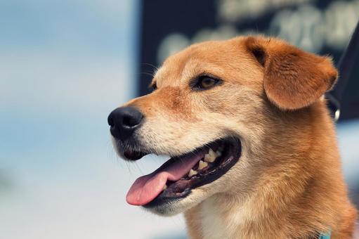 ワンコのポートレート ワンコのポートレート 犬,雑種,可愛い犬の写真素材