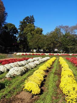 秋の厚木市飯山・菊の花畑&木々・神奈川県 秋の厚木市飯山・菊の花畑&木々・神奈川県 秋,菊,花の写真素材