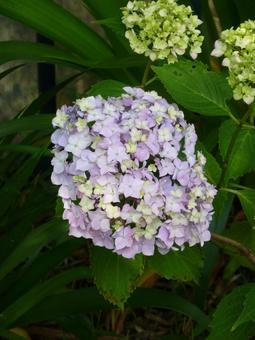 歩道脇の花壇で開花し始めたアジサイ 歩道脇の花壇で開花し始めたアジサイ アジサイ,花,植物の写真素材