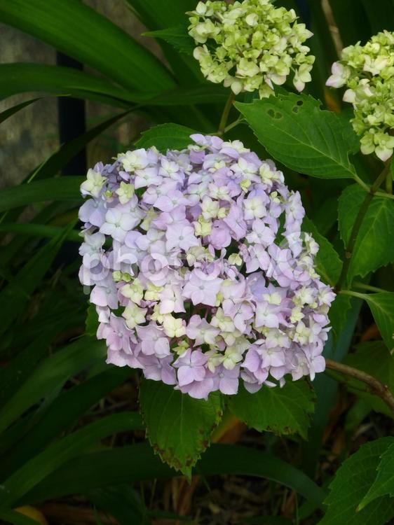 歩道脇の花壇で開花し始めたアジサイ アジサイ,花,植物の写真素材