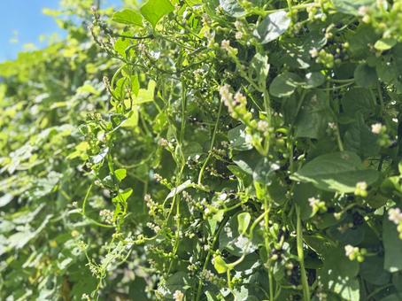 美しいつるむらさきの花と青空 美しいつるむらさきの花と青空 つるむらさき,野菜,蔓の写真素材