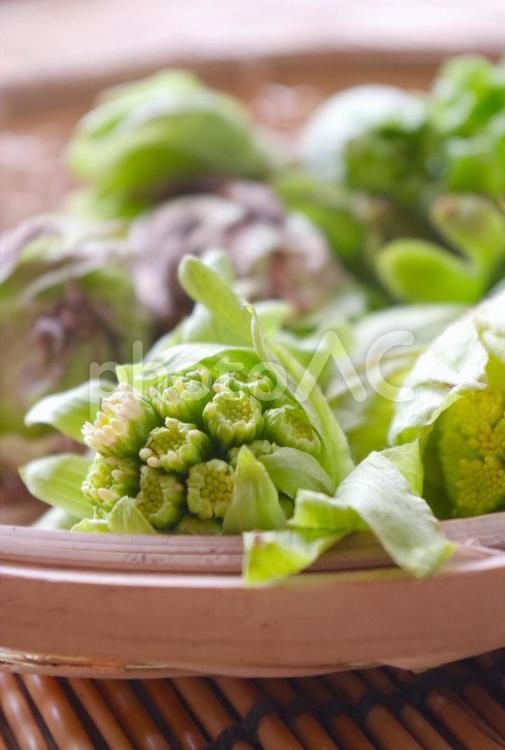 ふきのとう 野菜,春,早春の写真素材
