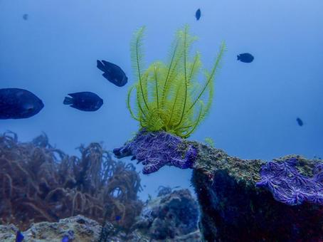 ウミシダ ウミシダ ウミシダ,黄色,棘皮動物の写真素材
