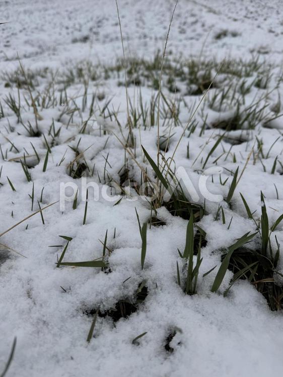 信州の春の雪景色(4月1日の雪) 雪景色,信州,春の写真素材