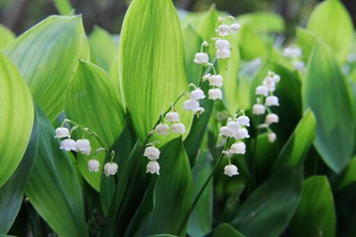 スズラン・鈴蘭のマクロ写真 自然風景,美しい,愛されるの写真素材