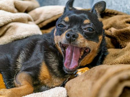 あくびする小型犬・チワワ・ミニピン あくびする小型犬・チワワ・ミニピン 犬,わんこ,ペットの写真素材