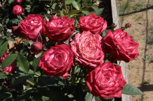 バラ園で咲くきれいな薔薇を撮りました バラ園で咲くきれいな薔薇を撮りましたの写真
