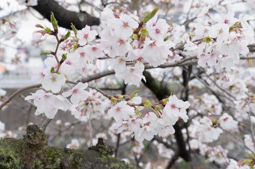 桜の花 桜,花,春の写真素材