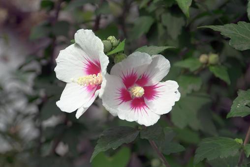 ムクゲの花 ムクゲ,花,蕾の写真素材