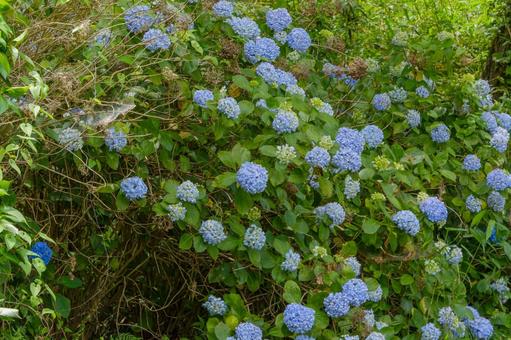 斜面いっぱいに咲く青い紫陽花 斜面いっぱいに咲く青い紫陽花の写真