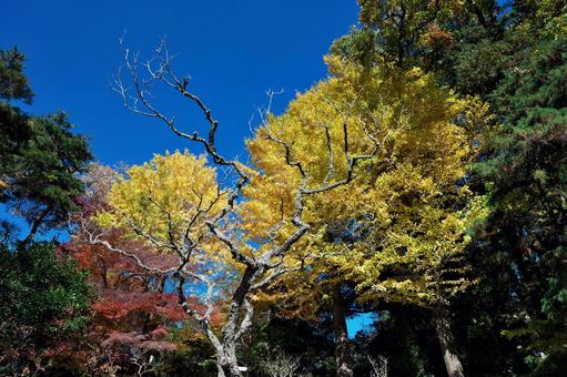 成田山公園の紅葉（イチョウ） 千葉県成田市,成田山公園,紅葉狩りの写真素材