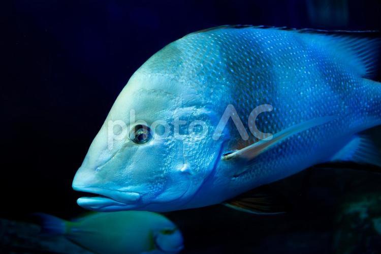 水族館のセンネンダイ センネンダイ,千年鯛,サンバラダイの写真素材