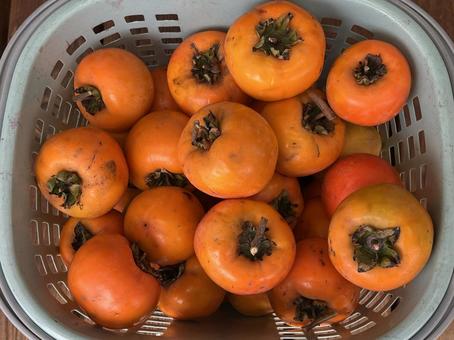 柿 柿,果物,橙色の写真素材