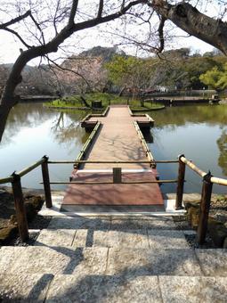 鶴岡八幡宮・源氏池に掛かる板張りの橋 鶴岡八幡宮・源氏池に掛かる板張りの橋 鶴岡八幡宮,橋,木の写真素材