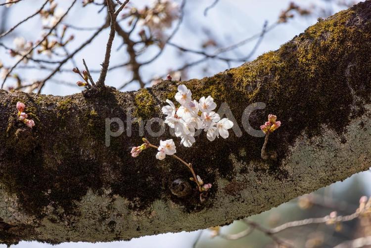 ちょっとだけ咲いた桜 春,さくら,サクラの写真素材