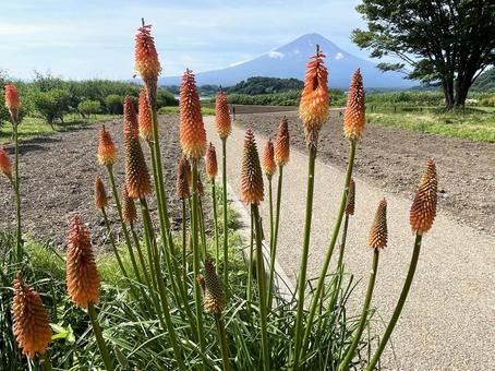 富士山とトリトマ 富士山とトリトマ 富士山,河口湖,空の写真素材