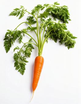 白い背景の人参の写真