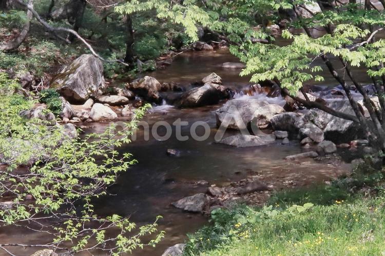 新緑と渓流 自然,風景,川の写真素材