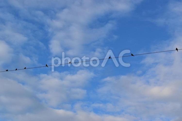 空と電線とすずめ 自然,空,屋外での写真素材