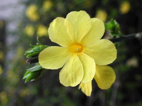 オウバイ・黄梅マクロ写真 オウバイ・黄梅マクロ写真の写真