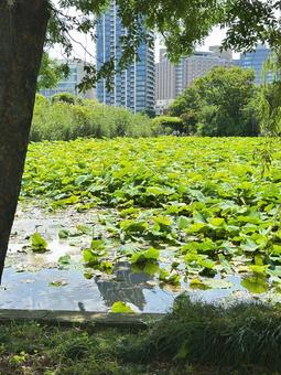 上野公園 池 上野公園 池の写真