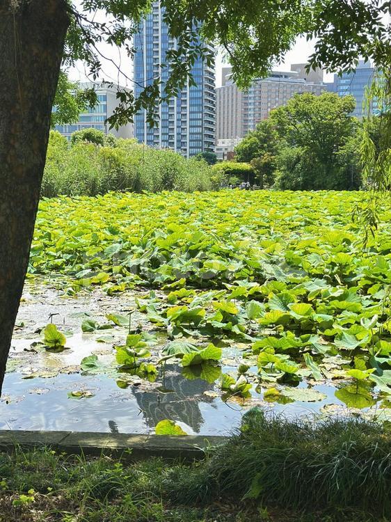 上野公園　池 街並み,風景,上野恩賜公園の写真素材