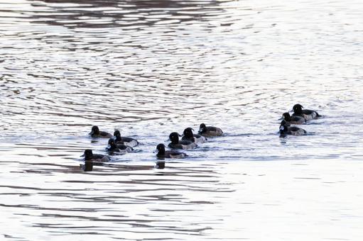 キンクロハジロの群れ⑻の写真