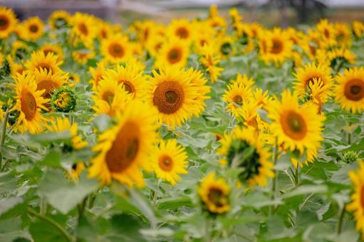 10月のひまわり　舟川べり 自然,風景,旅の写真素材