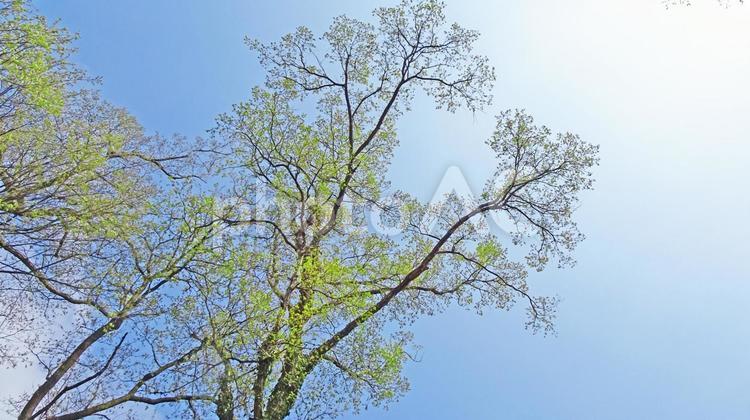 樹木と空 新緑,森,木漏れ日の写真素材