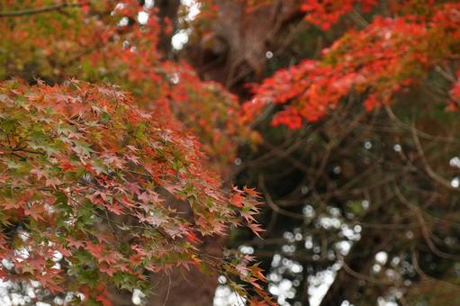 鮮やかなもみじの風景 鮮やかなもみじの風景の写真