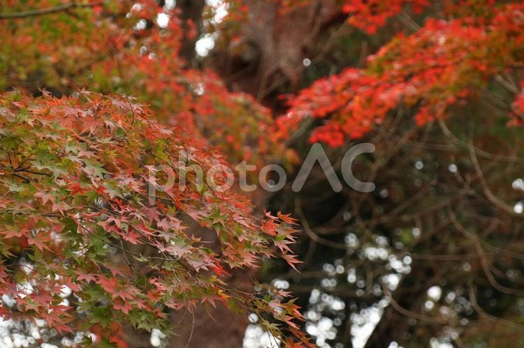 鮮やかなもみじの風景 紅葉,もみじ,秋の写真素材