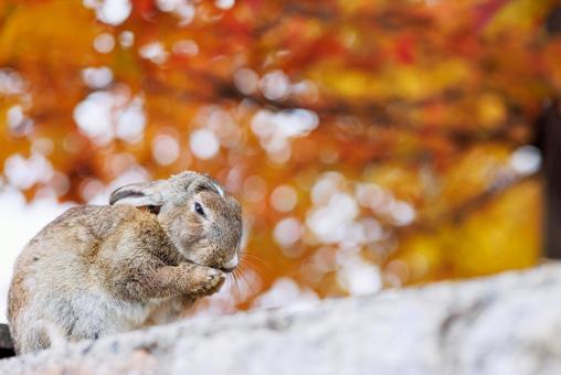 The rabbits of Okunoshima, JPG The rabbits of Okunoshima, JPG