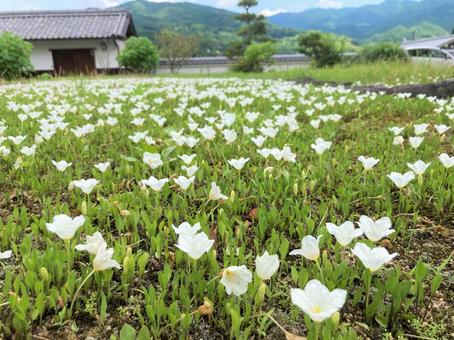 庭の白い花の写真
