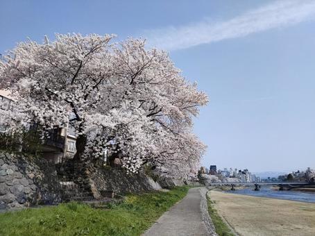 Cherry blossoms in full bloom along the river, JPG