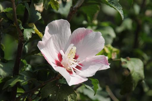 フヨウ・芙蓉　マクロの写真