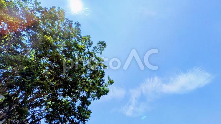 青空と緑の木々-09 青空,青,ブルースカイの写真素材