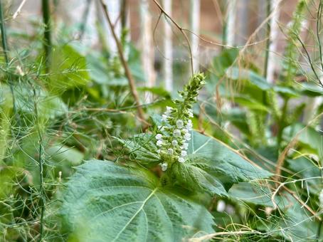 しその花 家庭菜園,ベランダ菜園,ガーデニングの写真素材