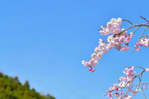 桜と空 桜,花,春の写真素材