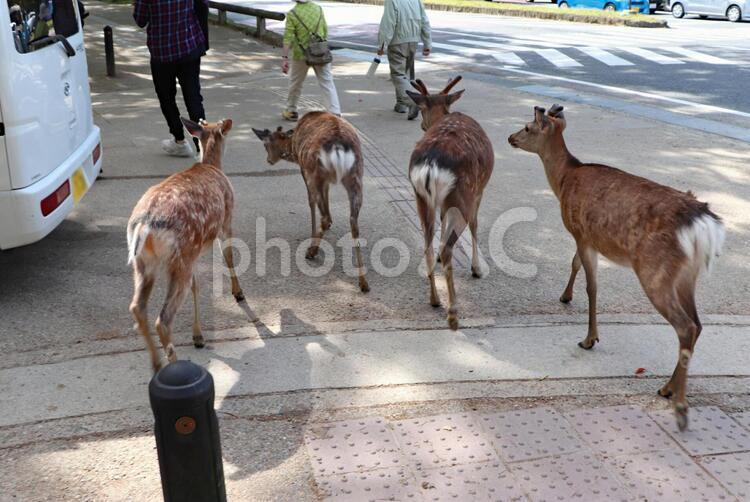 観光客の後ろを歩く奈良の鹿 鹿,奈良公園,観光客の写真素材