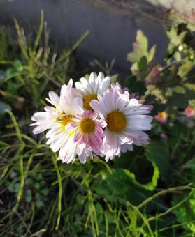 菊の花 菊の花 菊,花,キクの写真素材