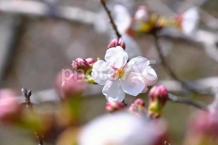 丸山総合公園　桜 桜,さくら,サクラの写真素材