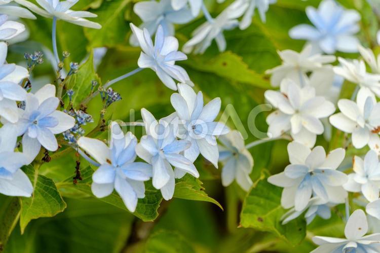 群れて咲く涼やかなガクアジサイ ガクアジサイ,紫陽花,花の写真素材