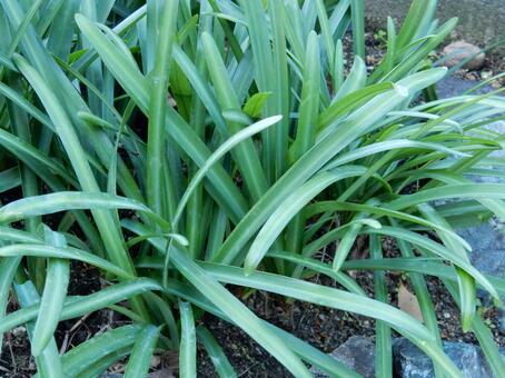 【彼岸花の写真】彼岸花の葉 彼岸花,葉,葉っぱの写真素材