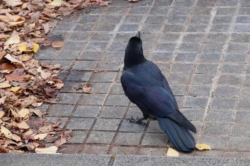 カラス 鳥,野鳥,野生の写真素材