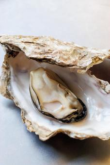 Photo, oyster, shell, seafood, 