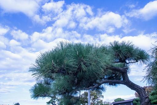 松 東京,松,植木の写真素材