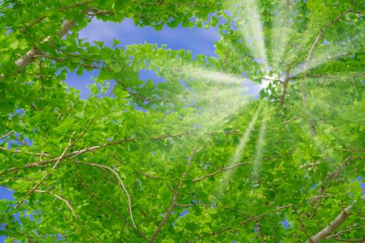 新緑の中の木漏れ日 新緑の中の木漏れ日 新緑,木漏れ日,初夏の写真素材