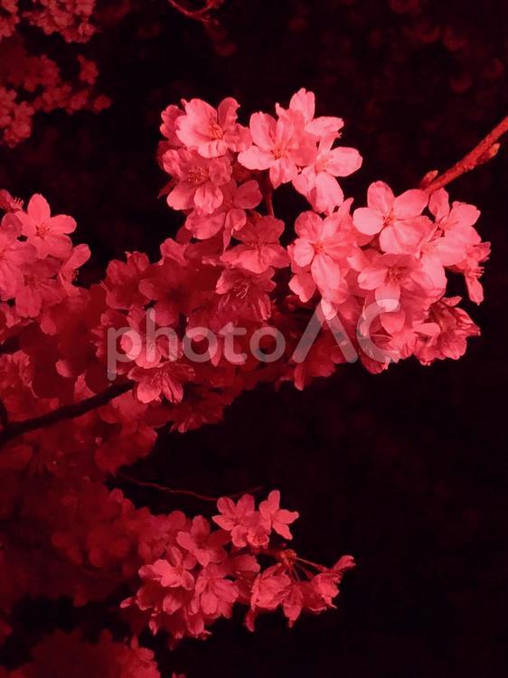 赤くライトアップされた夜桜 夜景,ソメイヨシノ,色っぽいの写真素材